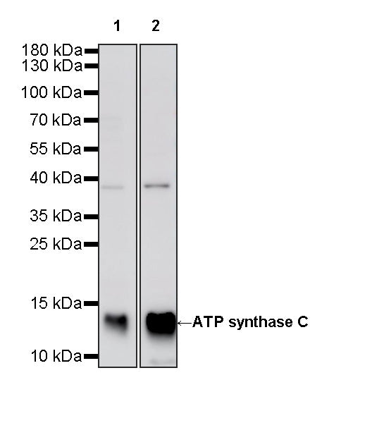 ATP synthase C Recombinant Rabbit mAb (S-6124)