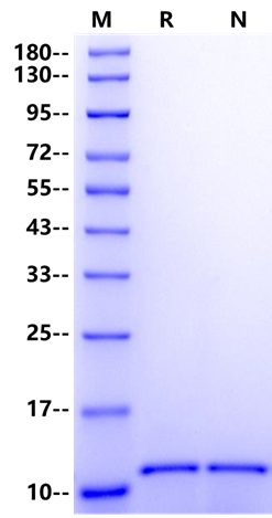 MIF Protein, Mouse
