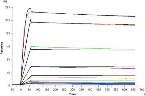 TNFR-1/CD120a Protein, Human