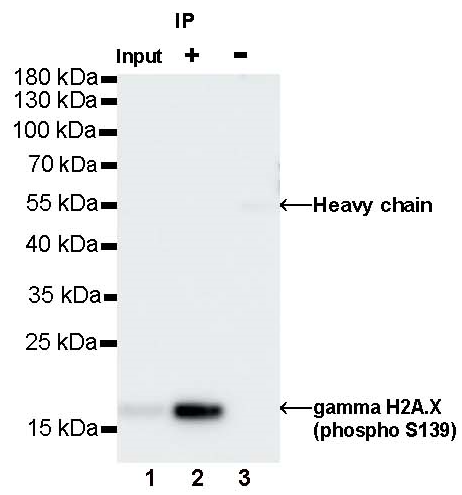 Phospho-gamma H2A.X (Ser139) Recombinant Rabbit mAb (S-981-56)