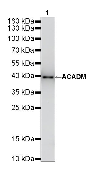 ACADM Mouse mAb
