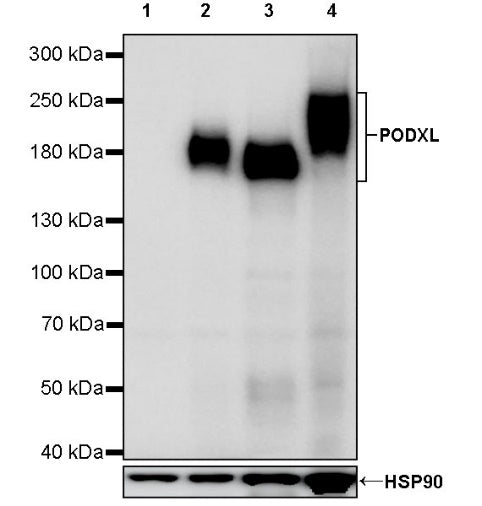 PODXL Recombinant Rabbit mAb (S-2014-9)
