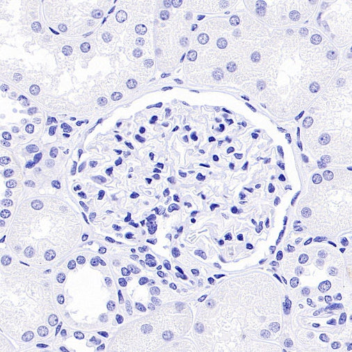 S-RMab® MUC2 Recombinant Rabbit mAb (SDT-345-148)