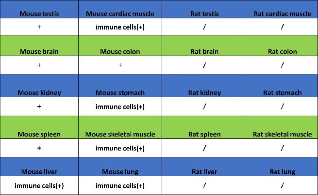 PKC delta Recombinant Rabbit mAb (S-2611-39)