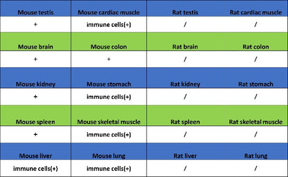 PKC delta Recombinant Rabbit mAb (S-2611-39)