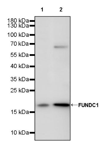 FUNDC1 Rabbit Polyclonal Antibody