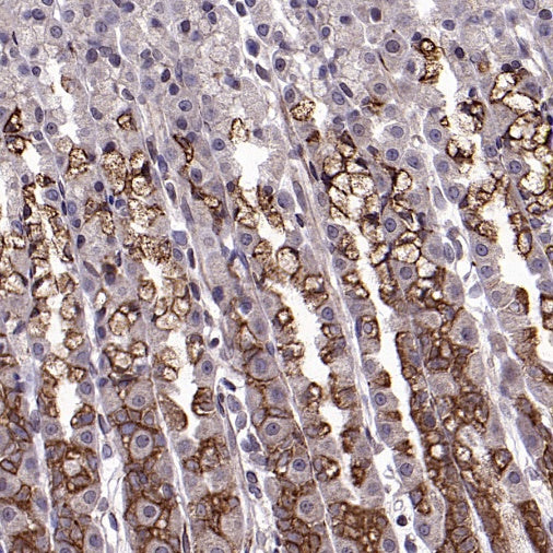 Anterior Gradient 2 Rabbit Polyclonal Antibody