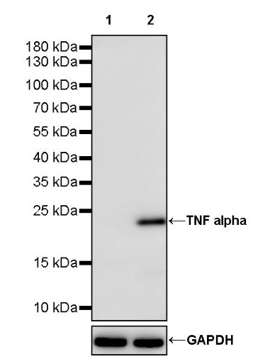 TNF alpha Recombinant Rabbit mAb (S-2506-69)