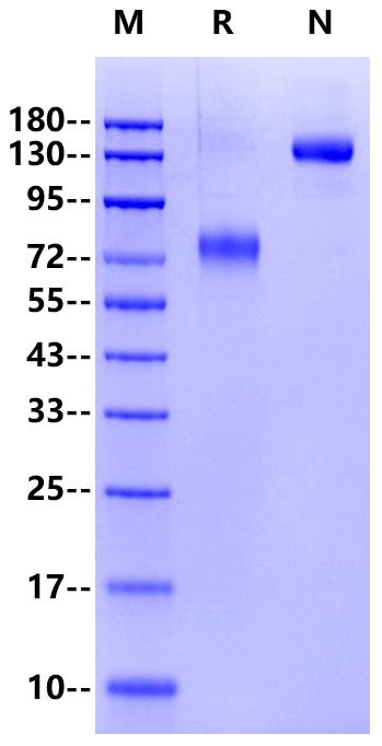 IL-7R alpha/CD127 Fc Chimera Protein, Human