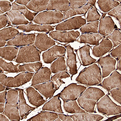 Aldolase A Recombinant Rabbit mAb (S-4007-23)