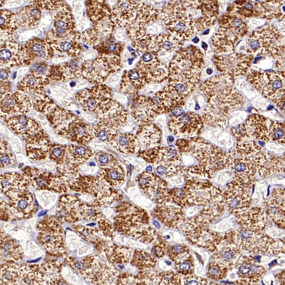 Rheb Rabbit Polyclonal Antibody