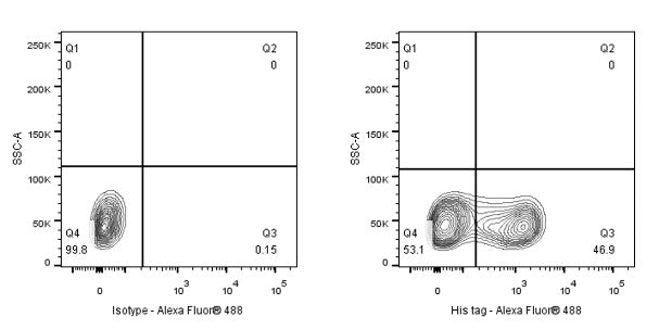 His tag (C-terminal) Recombinant Rabbit mAb (S-1398-10)