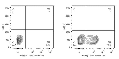 His tag (C-terminal) Recombinant Rabbit mAb (S-1398-10)