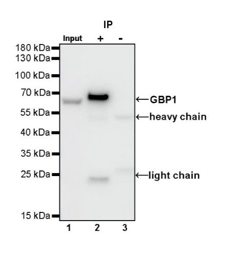 GBP1 Recombinant Rat mAb (S-R186)