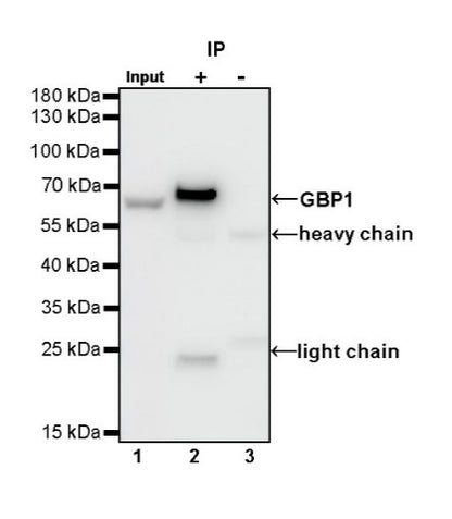 GBP1 Recombinant Rat mAb (S-R186)