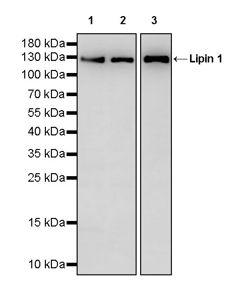 Lipin 1 Rabbit Polyclonal Antibody