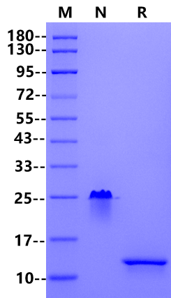 TGF-β1 Protein, Human