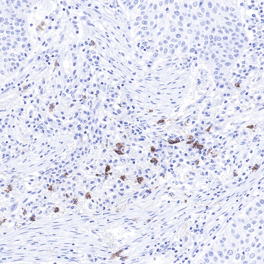 S-RMab® CD117 Recombinant Rabbit mAb,PBS Only (SDT-125-51)