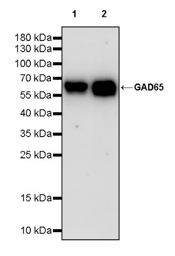 GAD65 Recombinant Rabbit mAb (S-2318-47)