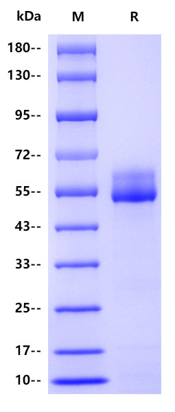 Mouse CD4, His tag