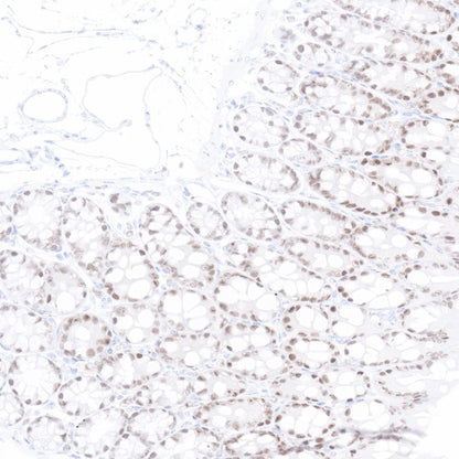 CDX2 Recombinant Rabbit mAb (SDT-134-76)