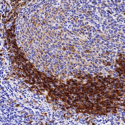 S-RMab® CD79B Recombinant Rabbit mAb (SDT-R513)