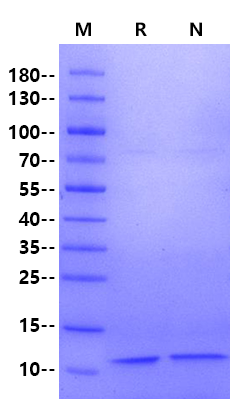 ER alpha Protein, Human