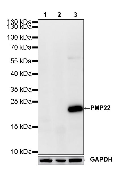 PMP22 Recombinant Rabbit mAb (S-5305)