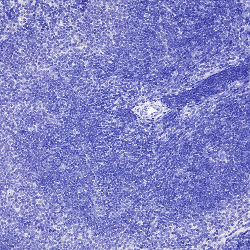 Invivo rat IgG2a isotype control, anti-trinitrophenol