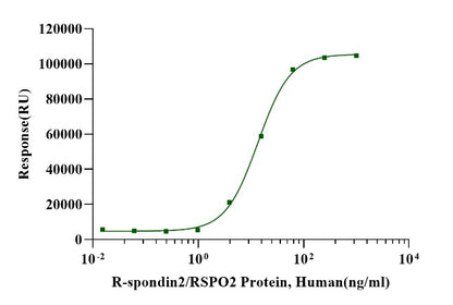 R-Spondin2/RSPO2 Protein, Human