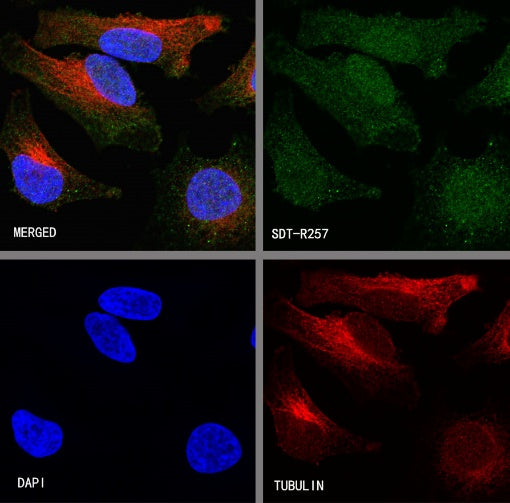Caspase-8 Recombinant Rabbit mAb (S-R257)