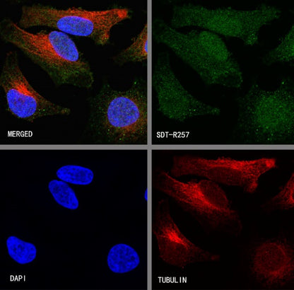 Caspase-8 Recombinant Rabbit mAb (S-R257)