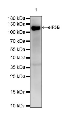 eIF3B Recombinant Rabbit mAb (S-816-8)