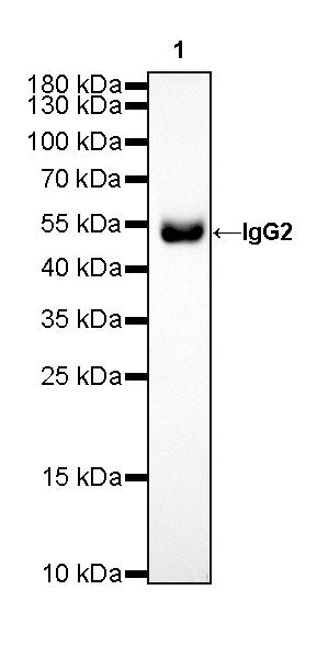 Human IgG2 F(c) Recombinant Rabbit mAb (SDT-318-75)