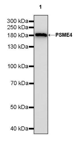 PSME4 Recombinant Rabbit mAb (S-1502-70)