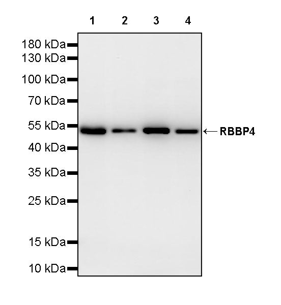 RBBP4 Rabbit Polyclonal Antibody