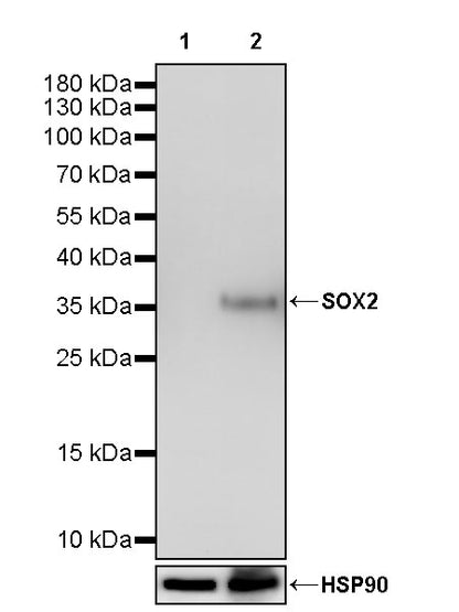 SOX2 Recombinant Rabbit mAb (S-5000)