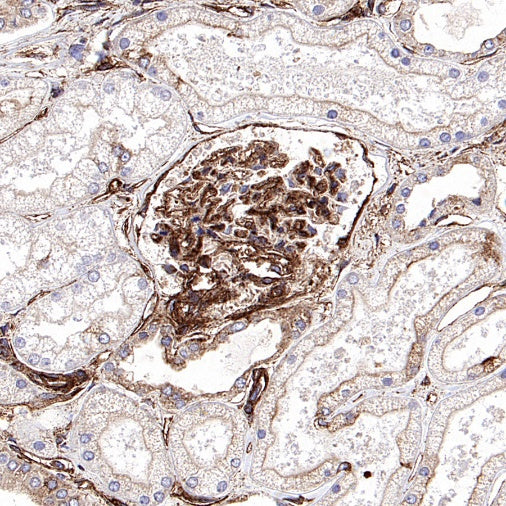 IFITM3 Rabbit Polyclonal Antibody