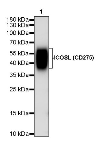Invivo Anti-Mouse ICOSL (CD275) Recombinant mAb