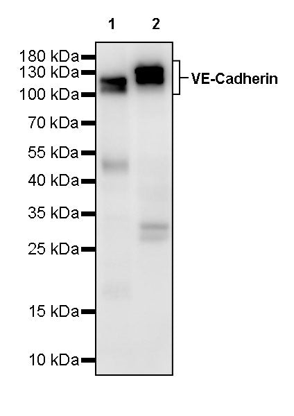 VE-Cadherin Recombinant Rabbit mAb (S-3312-5)