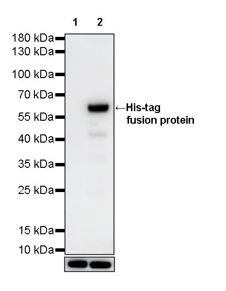 His tag Recombinant Rabbit mAb (S-5315)