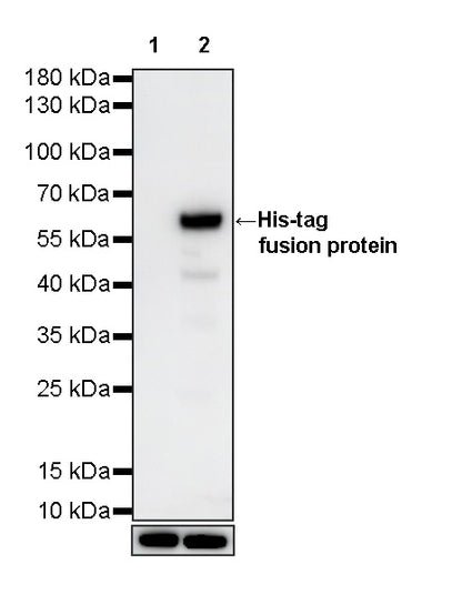 His tag Recombinant Rabbit mAb (S-5315)