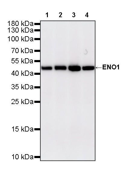 ENO1 Mouse mAb