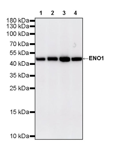 ENO1 Mouse mAb