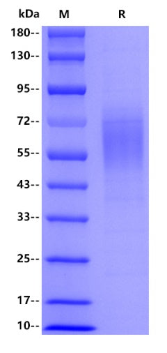 Human BRCA2, His tag
