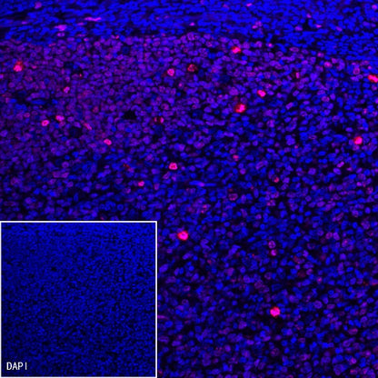 Goat Anti-Rabbit IgG (H+L) (min X Hu Sr Prot) (TRITC Conjugate)