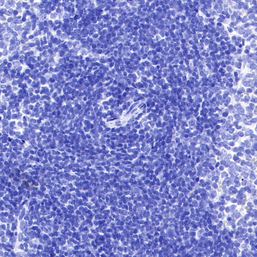 Rabbit mAb IgG Isotype Control (S-240-1)
