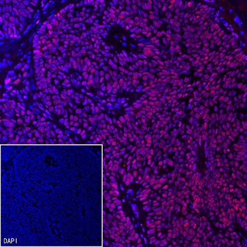 NuMA Recombinant Rabbit mAb (SDT-474-241)