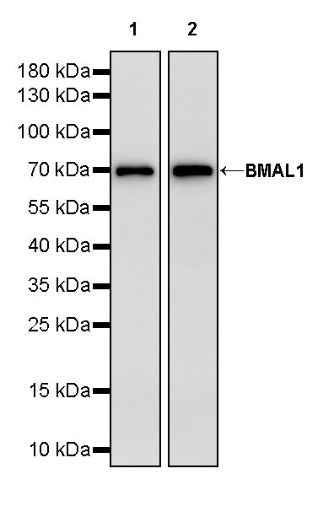 BMAL1 Recombinant Rabbit mAb (S-1918-155)