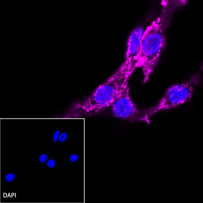 β-actin Recombinant Rabbit mAb (Cy5 Conjugate) (SDT-R156)